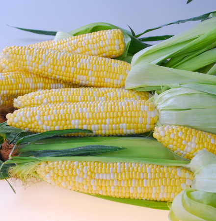 Quick Start Crookham Company Sweet Corn Seed Crookham Company Sweet Corn Seed Quick Start