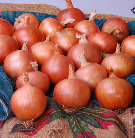 Epic Crookham Company Long Day Onions Crookham Company Long Day Onions Epic