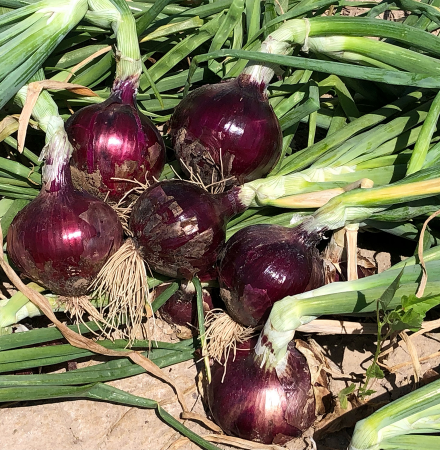 Red Velvet Intermediate Day Crookham Company Onion Seeds Intermediate Day Red Velvet Crookham Company Onion Seeds