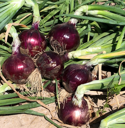 Intermediate Day Red Velvet Crookham Company Onion Seeds