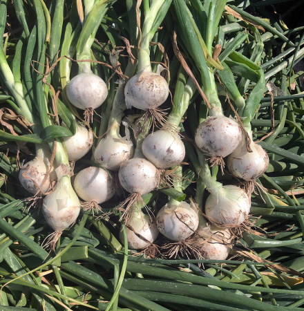 Vanna Organic Short Day Crookham Onion Seeds Short Day Vanna Crookham Onion Seeds
