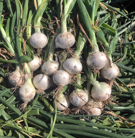 Short Day Vanna Crookham Onion Seeds