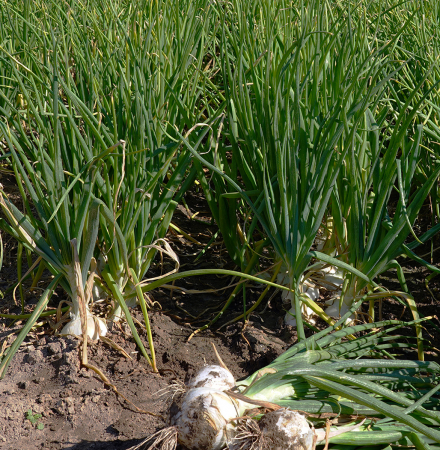 White Cap Crookham Company Long Day Onions Long Day Onion White Cap Crookham Company Onion Seed