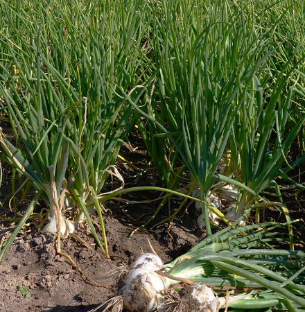 Long Day Onion White Cap Crookham Company Onion Seed