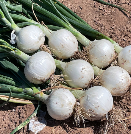 OSWS15-2148 Betty Short Day Onion Crookham Onion Seed