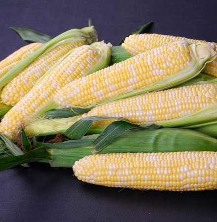 Elysian Nirvana Series Crookham Sweet Corn Seed Elysian CAPBF20-2076 Nirvana Series Crookham Sweet Corn Seed
