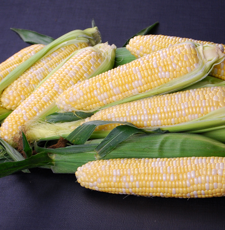 Elysian CAPBF20-2076 Nirvana Series Crookham Sweet Corn Seed