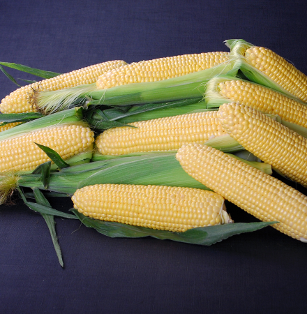 Golden Halo_Nirvana Series_sh2i Crookham Sweet Corn Seed Crookham Sweet Corn Seed_Golden Halo Nirvana Series_sh2i Gene