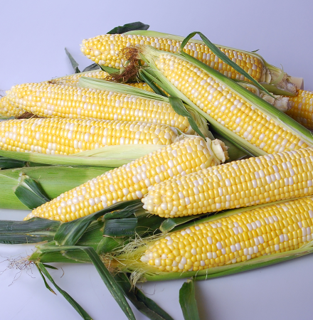 Globetrotter Shipper Sweet Corn Crookham Seeds_ 18_4944 Shipper Globetrotter Crookham Sweet Corn Seeds