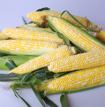 Shipper Globetrotter Crookham Sweet Corn Seeds