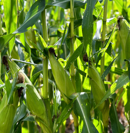 CSHYP17-1231 Sweet Corn Processor Crookham Company Seed