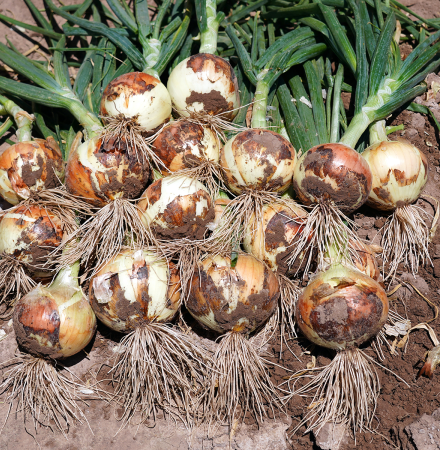 OSYS14_3140 Mesilla Short Day Crookham Onion Seed