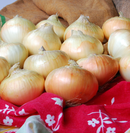 Georgia Onion 4021 Crookham Company Onion Seed 2024