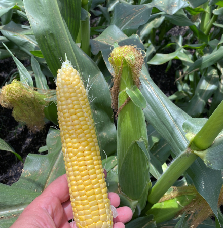 Duration in Florida 2024 Crookham Sweet Corn Seed hand holding ear in field ZHY4944OD Duration Shipper Yellow Sister to Globetrotter Crookham Sweet Corn Seed