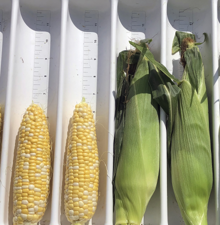 15-1005i sh2i Crookham Company Fresh Market Sweet Corn Seed Crookham Company Fresh Market Sweet Corn 15-1005i sh2i