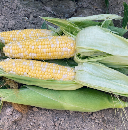 15-1005i sh2i Crookham Company Fresh Market Sweet Corn Seed Crookham Company Fresh Market Sweet Corn 15-1005i sh2i