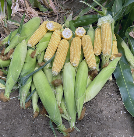 Sweet Corn Processor Impress_Seed Ears in Field Crookham Company