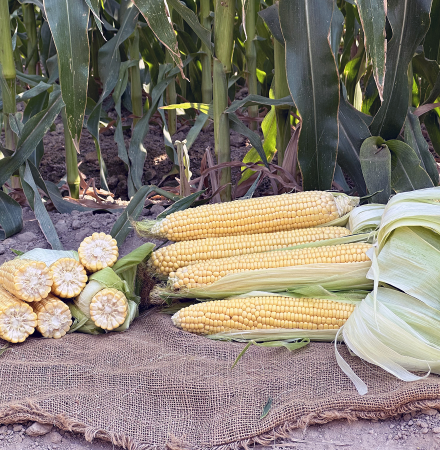 ZHY5233 Crookham Sweet Corn Processor Seed Ears in Field ZHY5233 