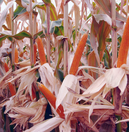 R427 Robust Popcorn Crookham Company Seed Ears in Field R427 Robust Hungary Popcorn Double Ears in Field Irrigated Crookham Company Seed