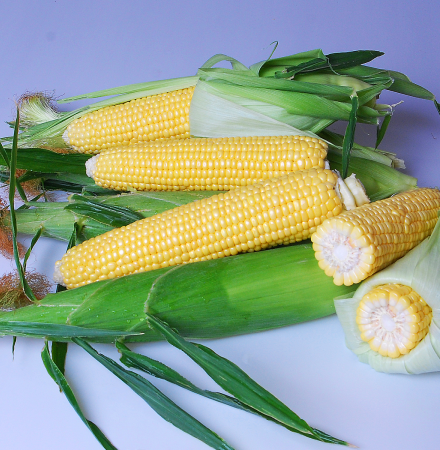Enterprise Sweet Corn Processor Seed Crookham Company ears on table Enterprise Crookham Company Sweet Corn Processor Seed
