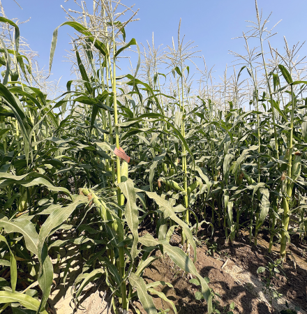 Grampian Sweet Corn Processor Seed Crookham Company Ear on Plant in Field Grampian Plant in Field PNW Crookham Sweet Corn Processor Seed