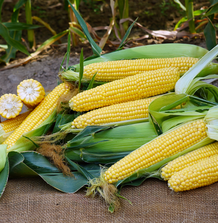 GrenadierCrookham Sweet Corn Processor Seed Multiple Ears in Field