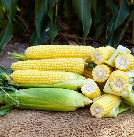 Imperator Sweet Corn Processor Seed Ears in Field Crookham Company Imperator Ears in Field Crookham Company Sweet Corn Processor Seed