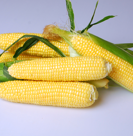 Prelude Sweet Corn Processor Seed Crookham Company ears on table Prelude Sweet Crookham Company Corn Processor Seed Crookham Company ears on table