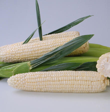 Snogum Crookham Company Sweet Corn Processor Seed stack ears of corn on table 