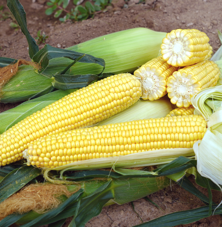 ZHY5022OD Ears in Field US Pacific NW Sweet Corn Processor Seed Crookham Company Sweet Corn Processor Seed ZHY5022OD Ears in Field Crookham Company