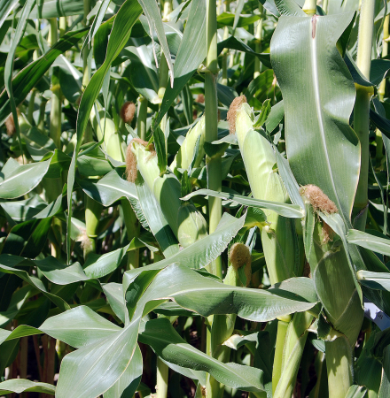 Galaxy Sweet Corn Processor Seed Ears in Field Pacific Northwest Crookham Company Seed Sweet Corn Processor Seed Galaxy Ears in Field Pacific Northwest Crookham Company Seed