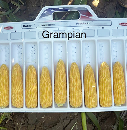 Grampian in the Pacific Northwest Sweet Corn Processor Seed Crookham Company Ears on Measuring Tray in Field Grampian Ears on Measuring Tray in Field in the Pacific Northwest Sweet Corn Processor Seed Crookham Company