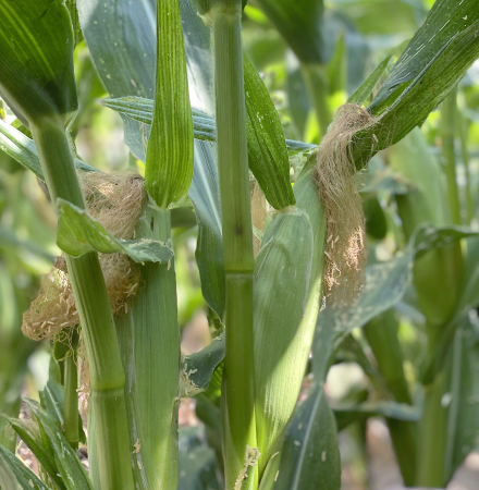 Crookham Company Fresh Market Sweet Corn 15-1005i sh2i