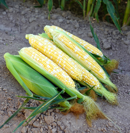 Dash 19-1642 Ears in Field Crookham Sweet Corn Seed 19-1642 Dash Crookham Sweet Corn Seed