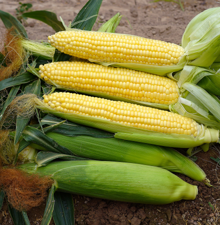 Sugar Start 15-990_1 Crookham Sweet Corn Seed 15-990_1 Sugar Start Crookham Sweet Corn Seed