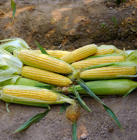 17-1218 CSUYP Sweet Corn Processor Seed Crookham ears in field Sweet Corn Processor Seed Crookham ears in field 17-1218 CSUYP