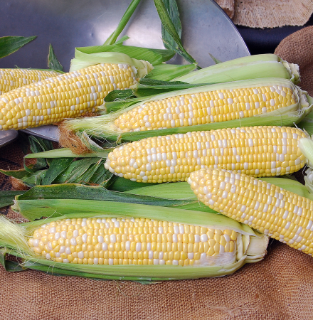 22-2001i Crookham Sweet Corn Seed ears on table Crookham Sweet Corn Seed 22-2001i ears on table