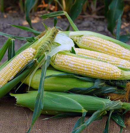 CABF22-2068i Crookham Sweet Corn Seed ears in field Crookham Sweet Corn Seed CABF22-2068i