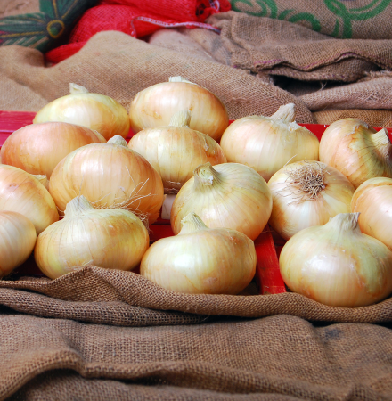 4022 August_Georgia Vadalia Onion_Early Market_Crookham Onion Seed
