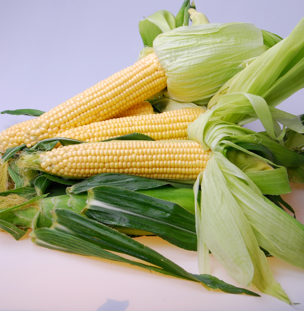 16-1027 Palisade Crookham Company Sweet Corn Processors_Sweet Corn Ears on Table Top