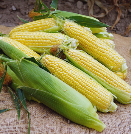 18-1309 Championship Sweet Corn Seed Crookham Company Ears in Field