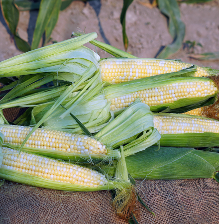 18-1453 Leadership Sweet Corn Seed Crookham Company Ears in Field