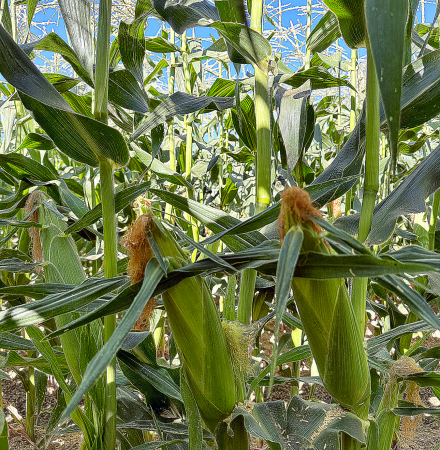 sh2i Sirius 18-1435 Crookham Sweet Corn Seed Ears in Field