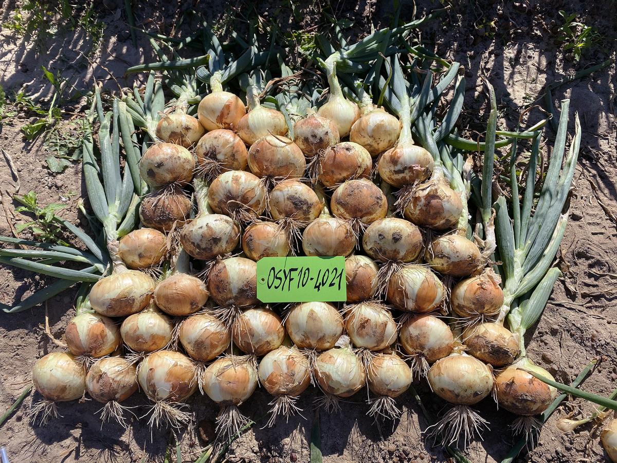 OSYF10-4021 Georgian Onions Crookham Company Onion Seed