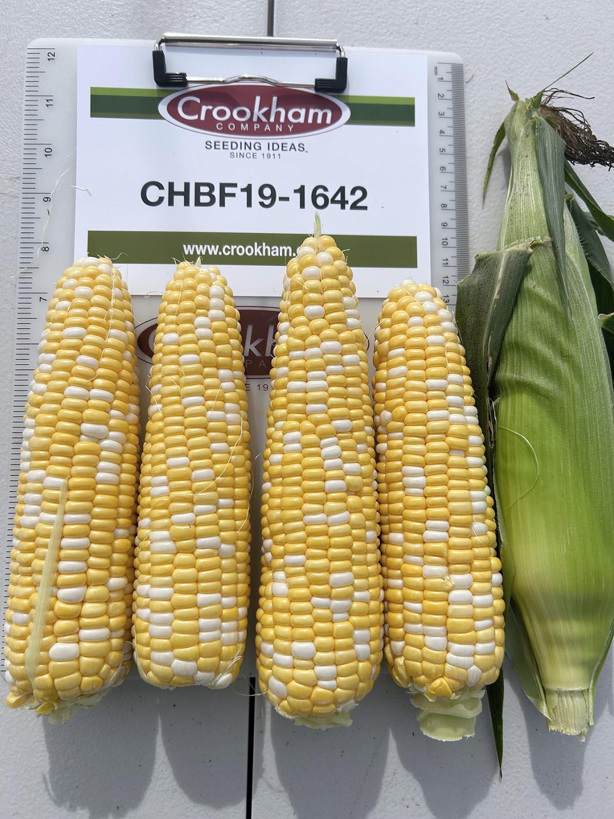 Dash CHBF19-1642 in Wisconsin Trials 2024