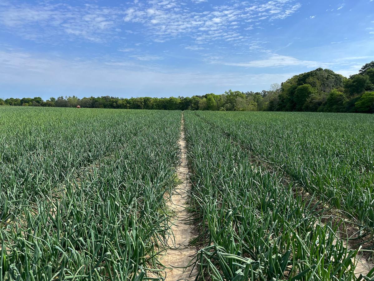 OSYF10-4021 Georgian Onions 2024 Field before harvest Crookham Company Onion Seed