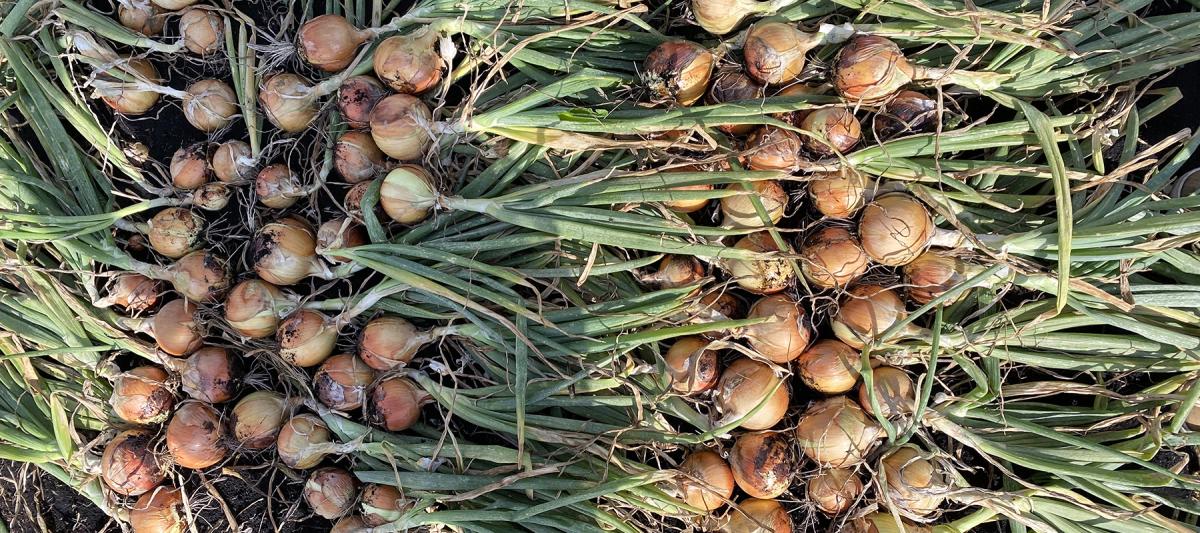 Trident Wisconsin Crookham Long Day Onions