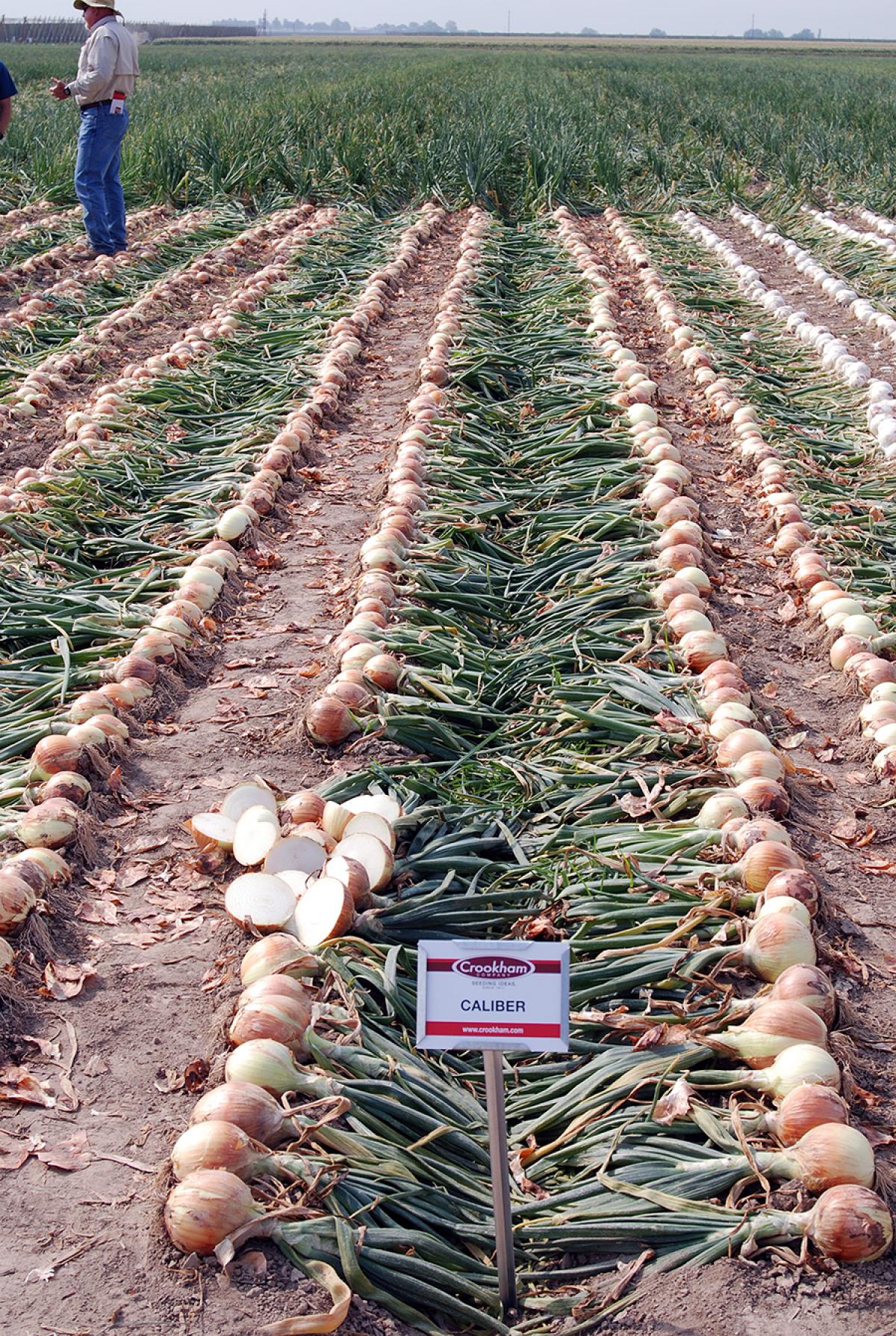 Caliber Long Day Onion Crookham Company Seed