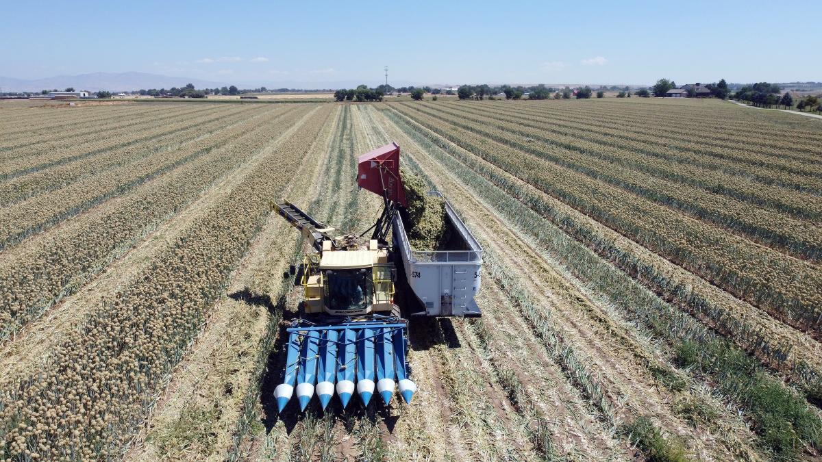 Mechanical Harvest Onion Seed Crookham Company 2024