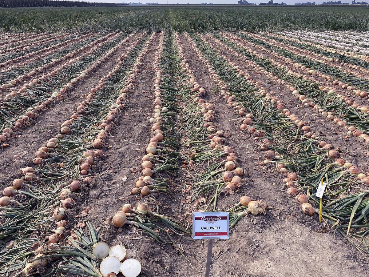 Hybrid Caldwell at the 2020 Onion Show